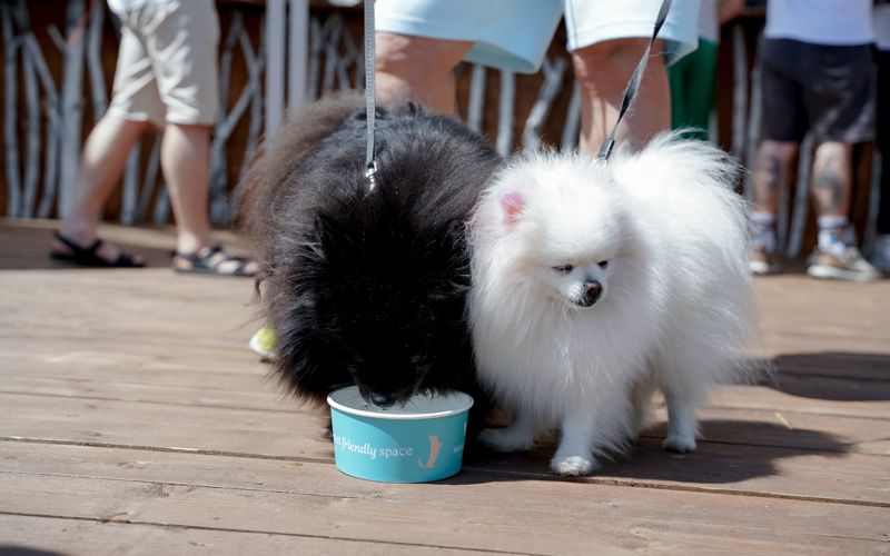 ValtaPetProducts_f7_R_3_2025.png ValtaPetProducts_f7_R_3_2025.png