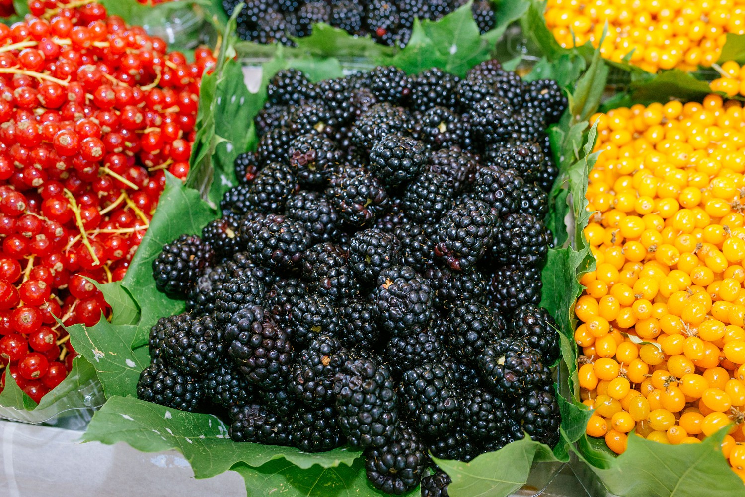 50 Best Tastes of Russia 2021